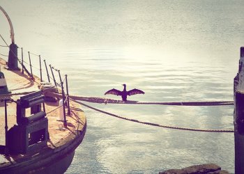 How to find Cost Effective ways to Create Labels for Marine Environments